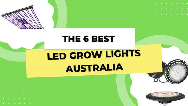 The 6 Best LED Grow Lights Australia
