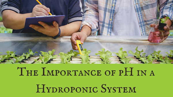 The Importance of pH in a Hydroponic System