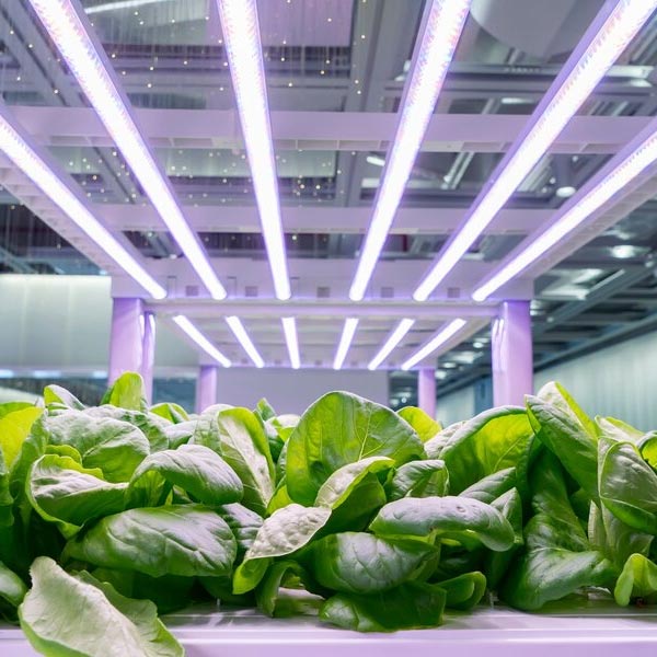 Green lettuce growing under hydroponic lights