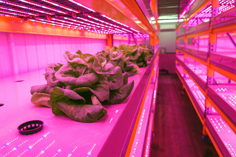 Large green lettuce growing under LED Grow Lights with a pink hue