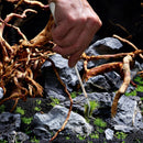 OASE Plant Tweezers