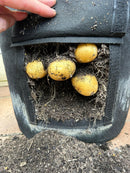 Heavy Duty Potato Grow Bags - 38L (10 Gallon)