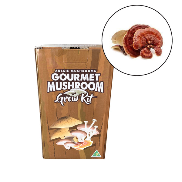 Reishi - Aussie Mushroom Kit
