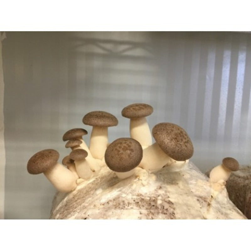 King Oyster Aussie Mushroom Kit