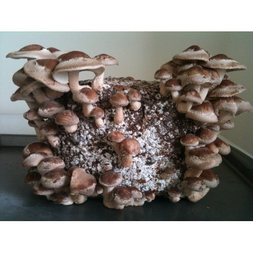 Shitake Aussie Mushroom Kit
