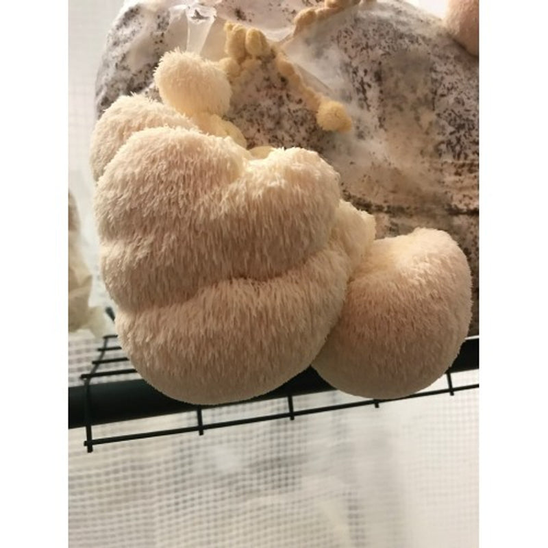 Lions Mane Aussie Mushroom Kit