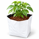 30L Coco Grow Pot with a young plant growing in expanded coco coir, white grow bag with black lining