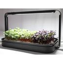 Mini Micro Greens LED Light Growing Kit