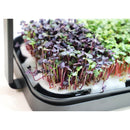Mini Micro Greens LED Light Growing Kit