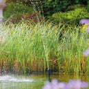 OASE Aquarius Solar Fountain Water Pump 1500