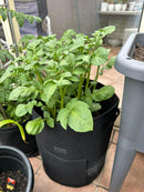 Heavy Duty Potato Grow Bags - 38L (10 Gallon)