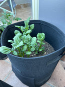 Heavy Duty Potato Grow Bags - 38L (10 Gallon)