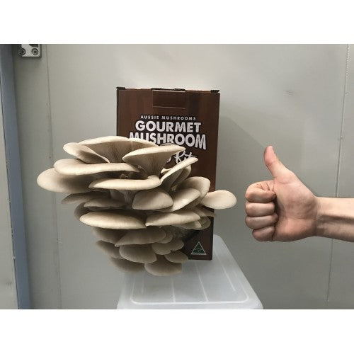 Grey Oyster Aussie Mushroom Kit