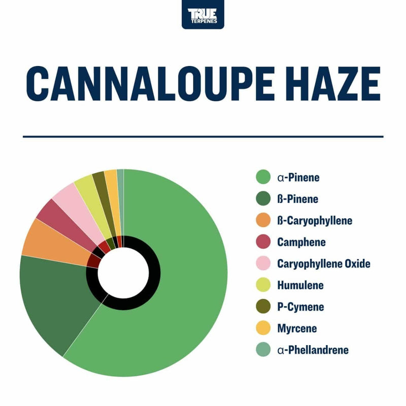 True Terpenes - Cannalouple Haze - 5mL
