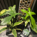 Growth Technology Foliage Focus (250mL, 1, 5 or 20L)