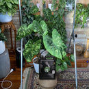 Growth Technology Foliage Focus (250mL, 1, 5 or 20L)