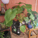 Growth Technology Foliage Focus (250mL, 1, 5 or 20L)