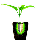 ROOT!T - Propagation Gel With Nozzle 150mL