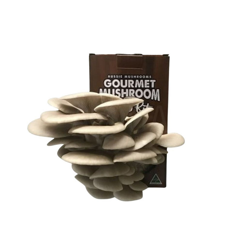 Grey Oyster Aussie Mushroom Kit